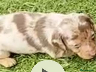 Teckel Miniatura perros Teckel mini - Anuncio 1