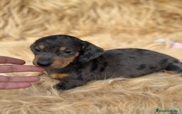 Teckel Miniatura perros en venta: TECKEL MINIATURA DISPONIBLES - Imagen 2