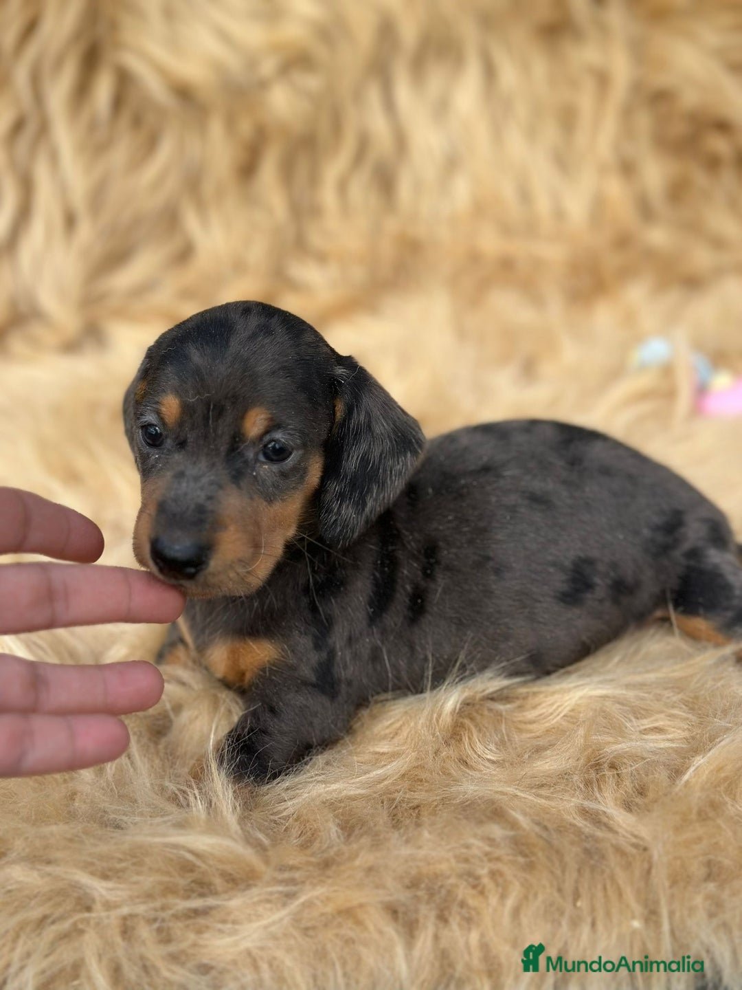 Teckel Miniatura perros en venta: TECKEL MINIATURA DISPONIBLES - Imagen 2