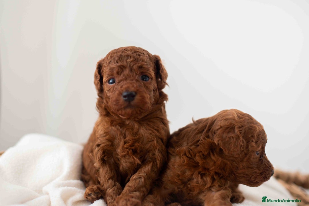 Caniche Toy perros en venta: Caniche toy rojo intenso - Anuncio 12