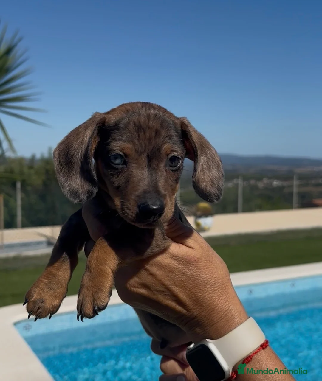 Teckel Miniatura perros en venta: ESPECTACULAR TECKEL MINIATURA CHOCOLATE! 🍫🐾 - Anuncio 2