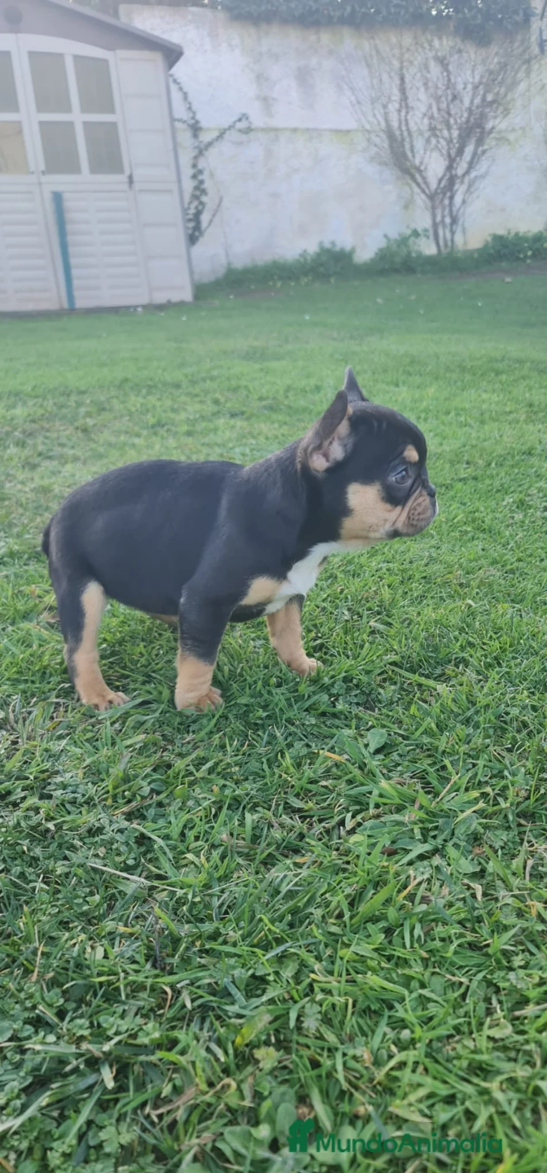 Bulldog Francés perros en adopcion: Bulldog Francés exóticas en adopción en La Coruña - Anuncio 2