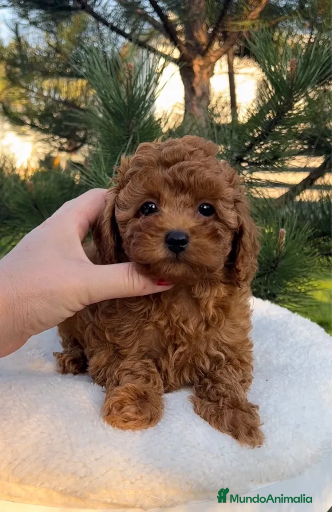 Caniche Toy perros en venta: caniche toy super pequeño - Anuncio 2