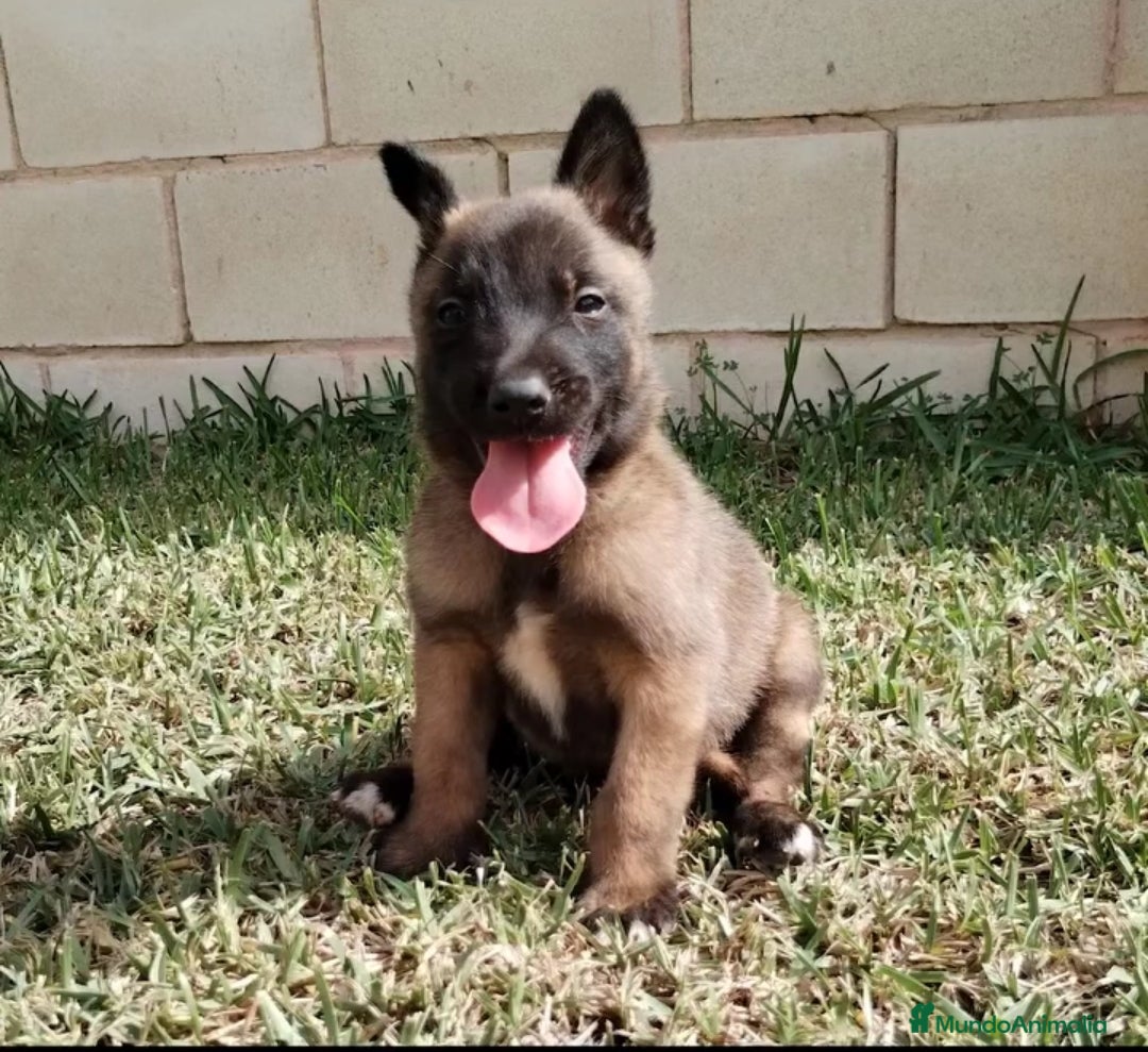 Pastor Belga Malinois perros en venta: Cachorros pastor belga malinois - Anuncio 1