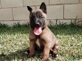 Pastor Belga Malinois perros Cachorros pastor belga malinois - Anuncio 4