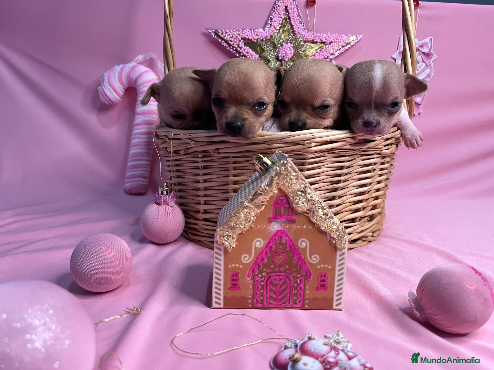 Chihuahua perros Chihuahua  cabeza de 🍏 - Anuncio 16