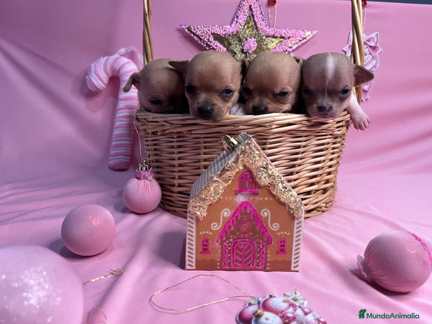 Chihuahua perros Chihuahua cabeza de 🍏 - Anuncio 13