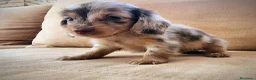 Teckel perros en venta: Teckel kanichen pelo largo precio real - Anuncio 12