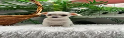 Chihuahua perros en venta: CHIHUAHUA - Anuncio 6