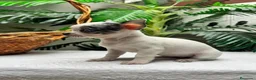 Chihuahua perros en venta: CHIHUAHUA HEMBRA - Anuncio 7