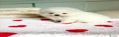 Pomerania 2