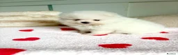 Pomerania perros en venta: Lulu de pomerania - Anuncio 6