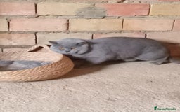 Scottish Straight gatos en venta: Disponibles gatitos scottish - Imagen 4