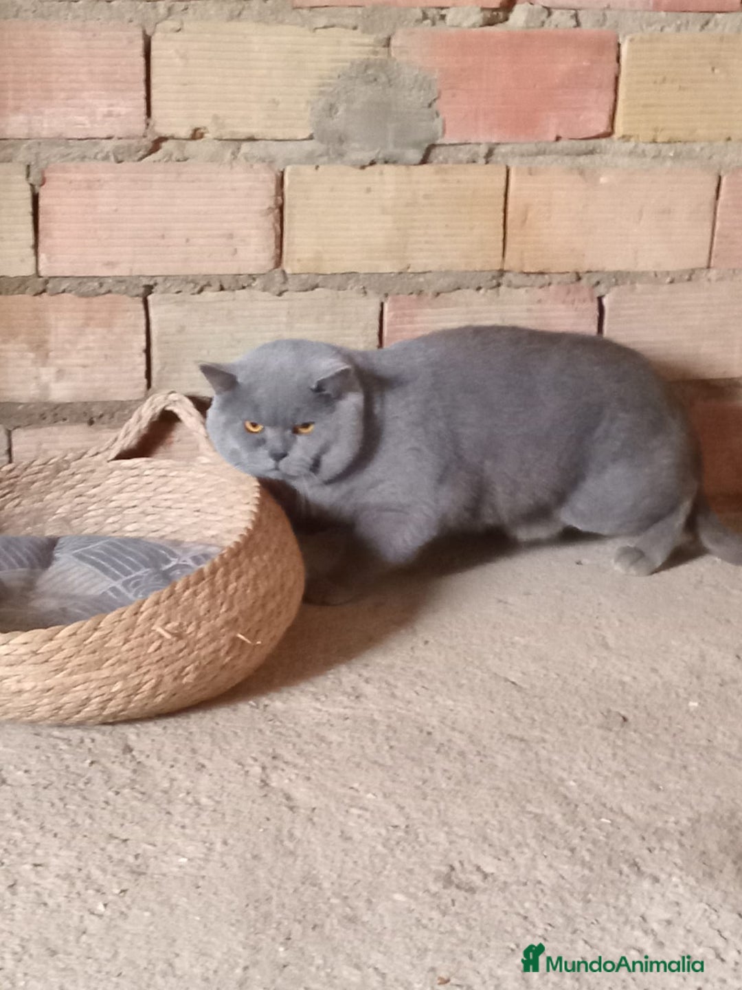 Scottish Straight gatos en venta: Disponibles gatitos scottish - Imagen 4