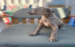 Whippet perros en venta: Whippet VERDINO  - Imagen 13