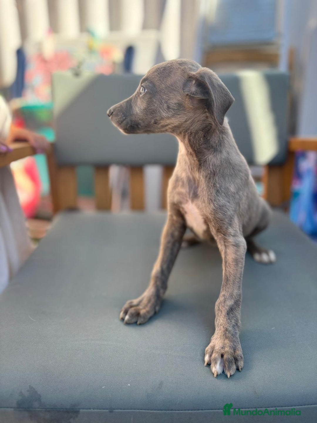 Whippet perros en venta: Whippet VERDINO  - Imagen 13