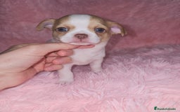 Chihuahua perros en venta: Chihuahua miniatura  - Anuncio 3