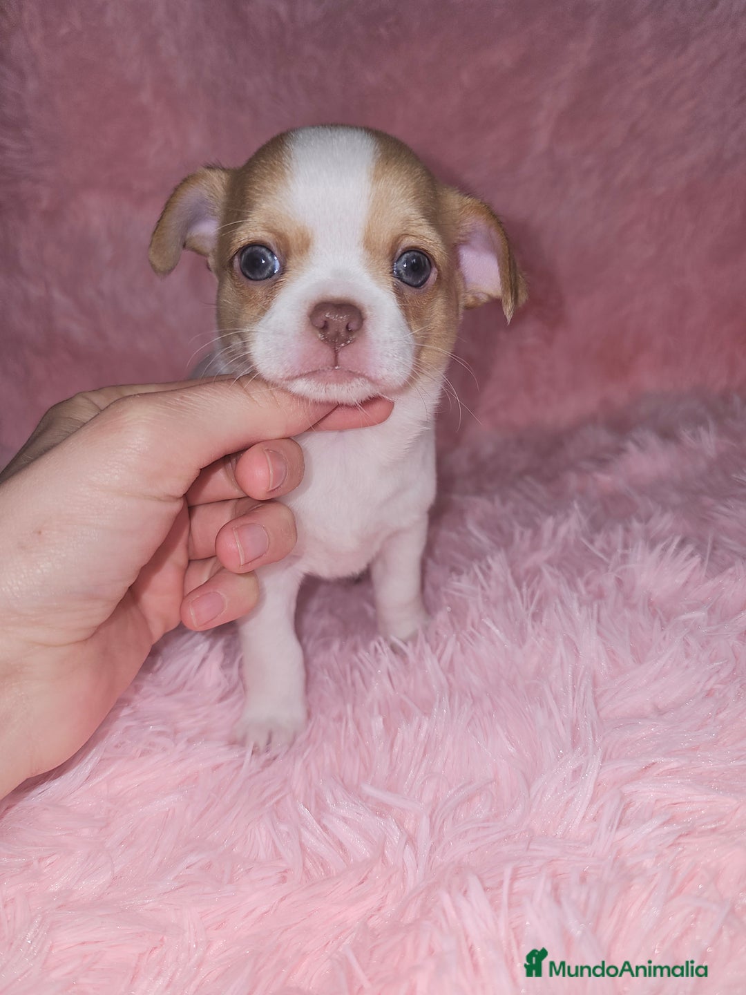 Chihuahua perros en venta: Chihuahua miniatura  - Anuncio 3