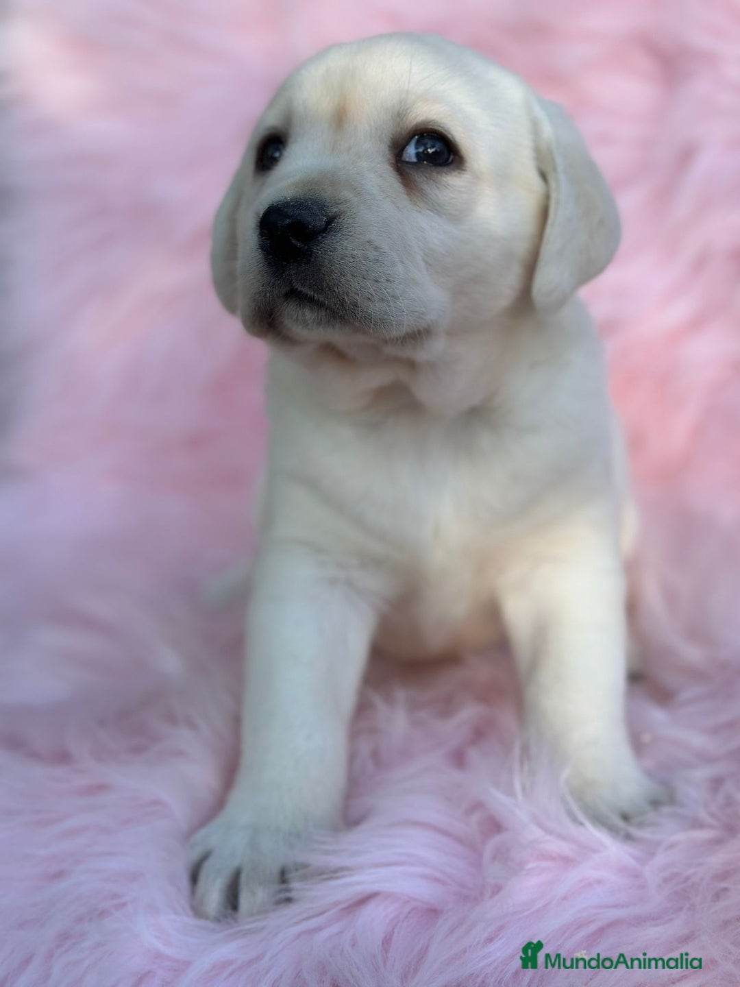 Labrador Retriever perros en venta: LABRADOR RETRIEVER PEDIGREE - Anuncio 3