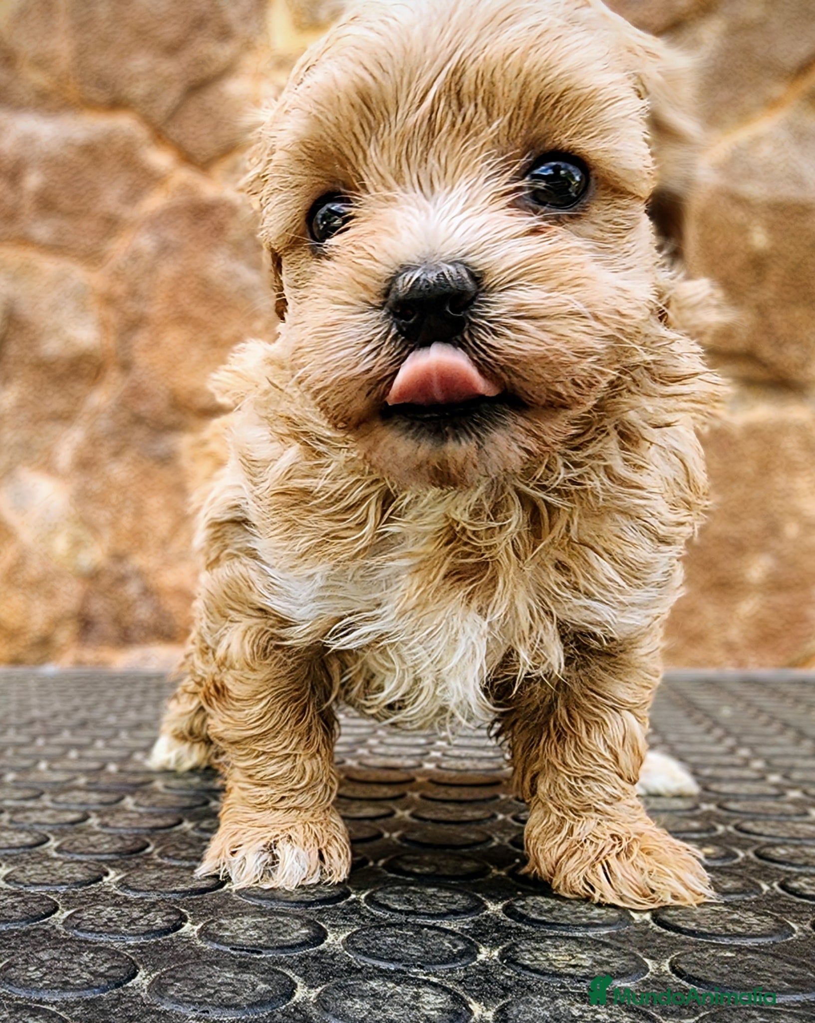 Maltipoo perros Cachorrito Maltipoo precio real - Anuncio 1