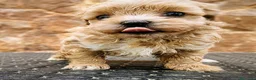 Maltipoo perros en venta: Cachorrito Maltipoo precio real - Anuncio 1
