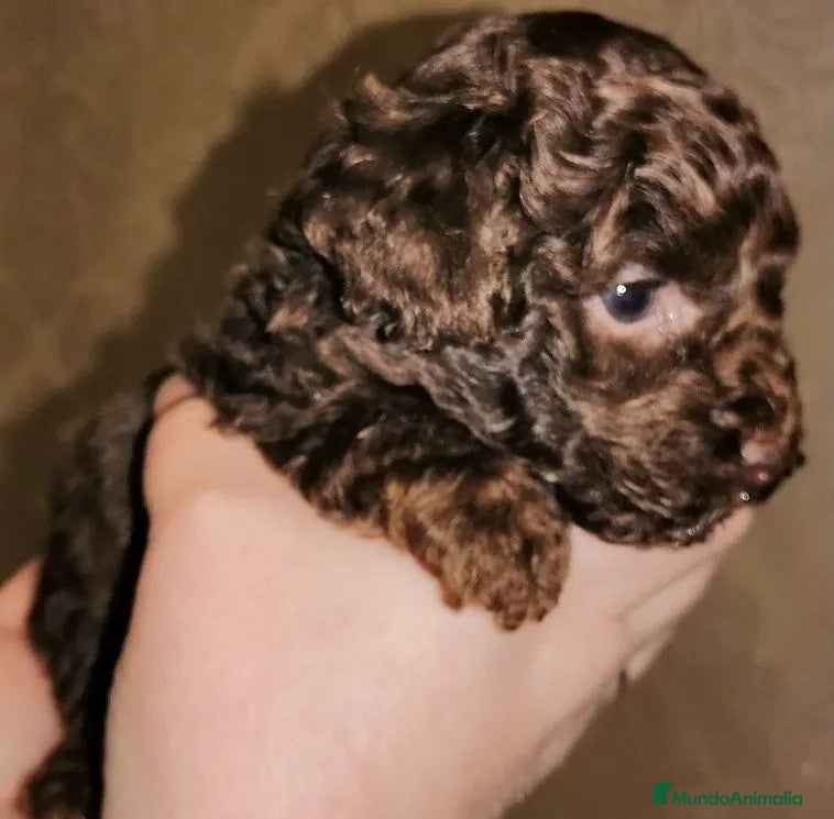 Caniche Toy perros Caniches toy Chocolate  - Anuncio 1
