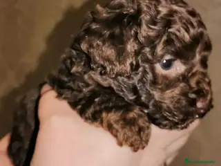 Caniche Toy perros Caniches toy Chocolate - Anuncio 1