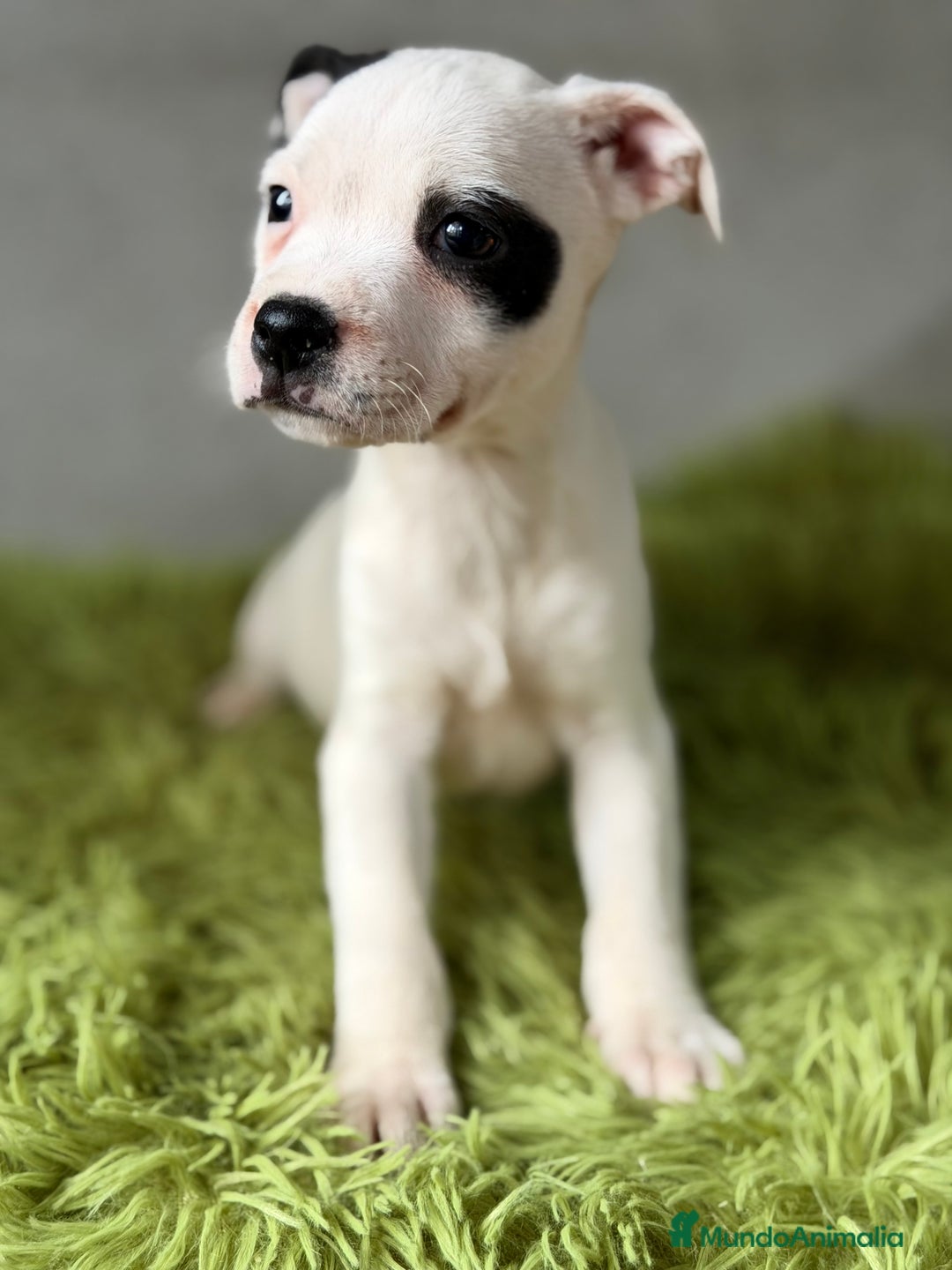 Staffordshire Bull Terrier perros en venta: Staffordshire Bull terrier  - Anuncio 2