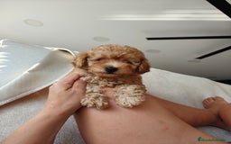 Caniche Enano perros en venta: Caniche apricot  - Imagen 2