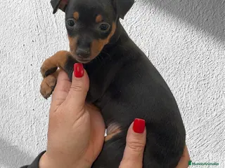 Pinscher Miniatura perros Preciosas pinscher miniatura - Anuncio 2