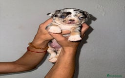 Chihuahua perros en venta: Macho de chihuahua  - Imagen 2