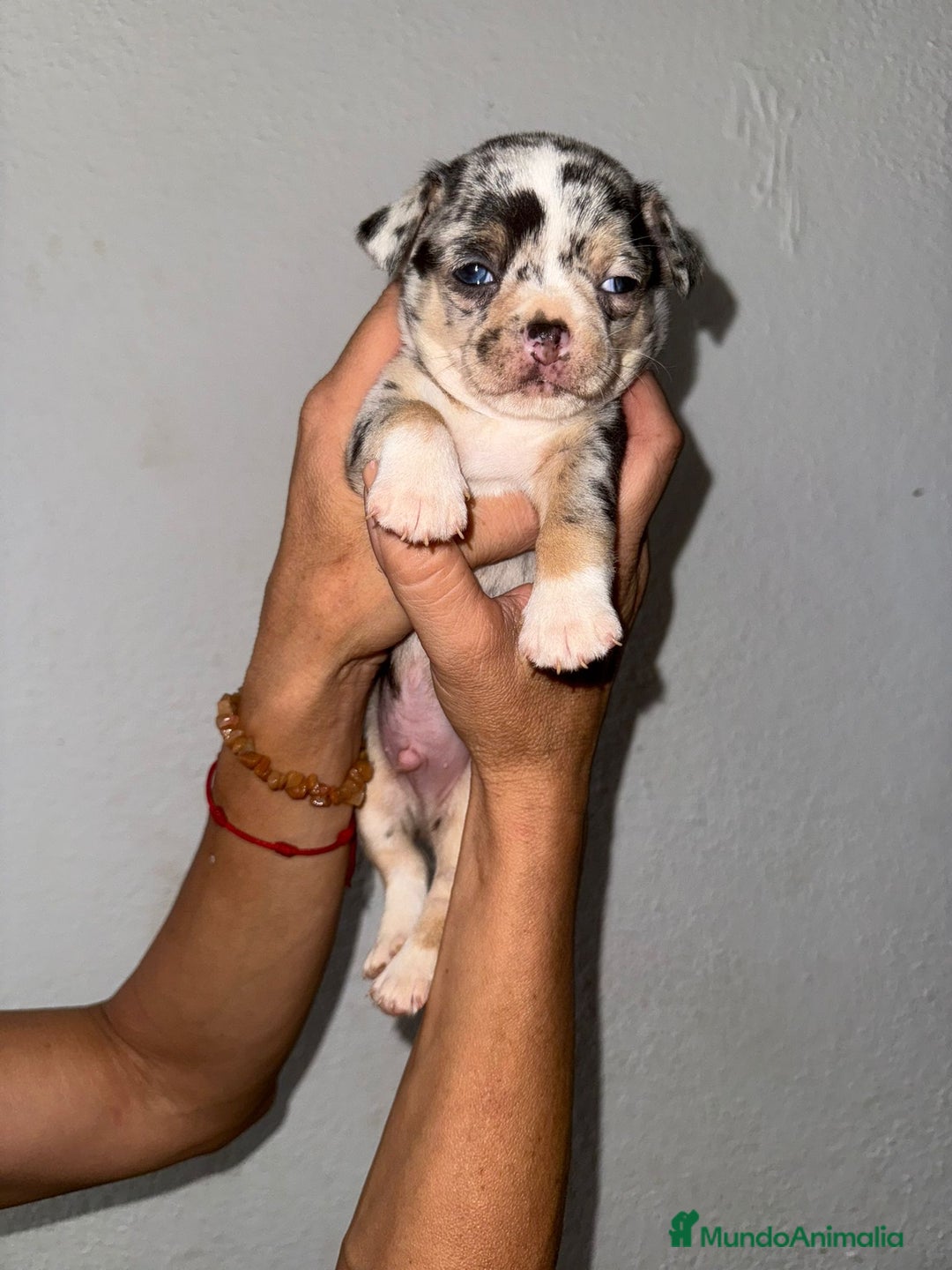 Chihuahua perros en venta: Macho de chihuahua  - Imagen 2