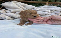Caniche Toy perros en venta: caniche  - Imagen 5