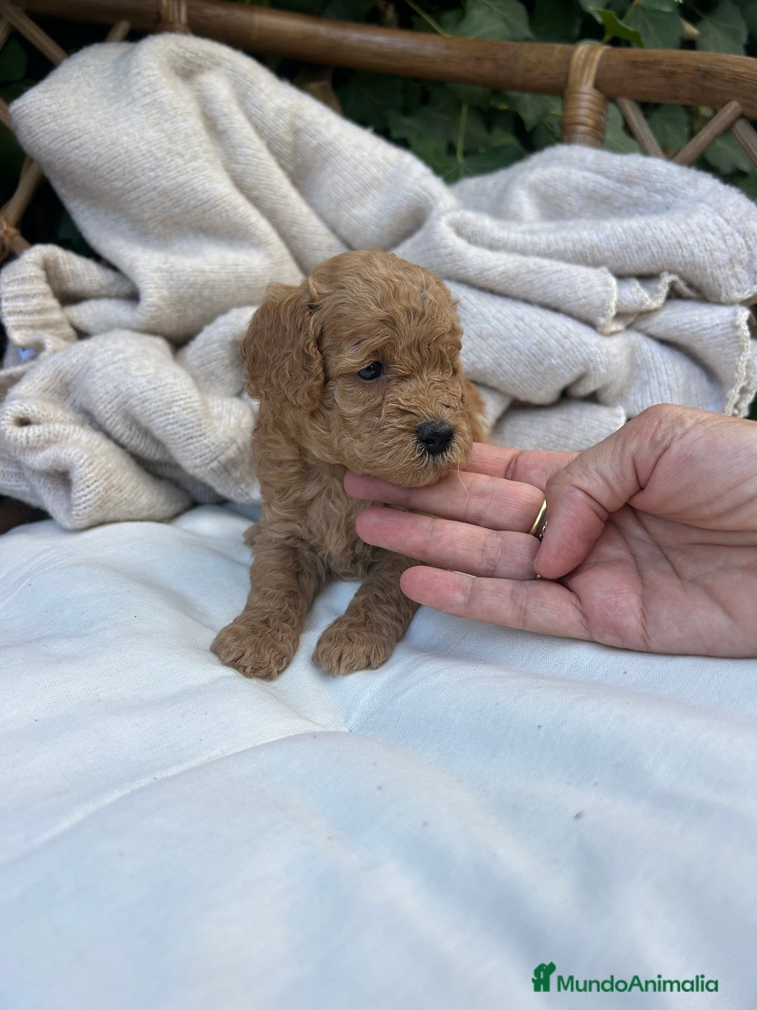 Caniche Toy perros en venta: caniche  - Imagen 5