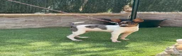 Gos Rater Valencià perros en venta: Cachorra ratonera merle  - Anuncio 6