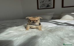 Chihuahua perros en venta: Chihuahua pelo largo - Imagen 1