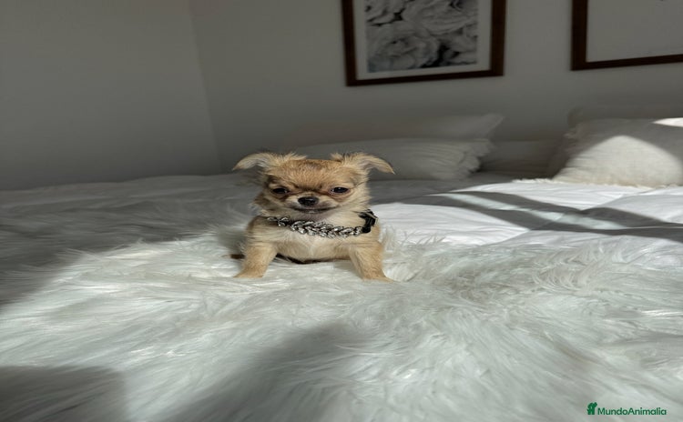 Chihuahua perros - Anuncio 4