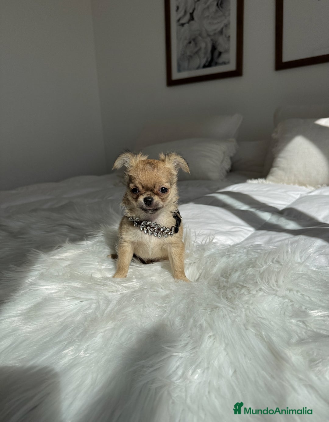 Chihuahua perros en venta: Chihuahua pelo largo - Imagen 1