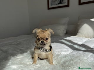 Chihuahua perros - Anuncio 37