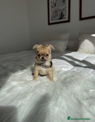 Chihuahua perros - Anuncio 8