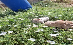 Chihuahua perros en venta: Chihuahua macho  - Imagen 1