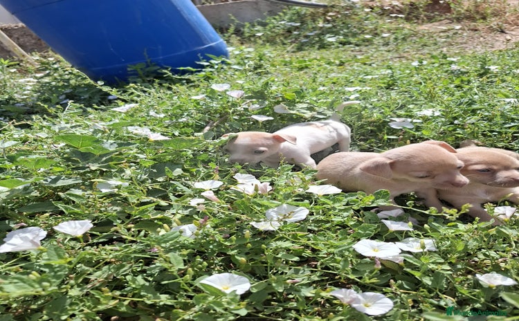 Chihuahua perros - Anuncio 2