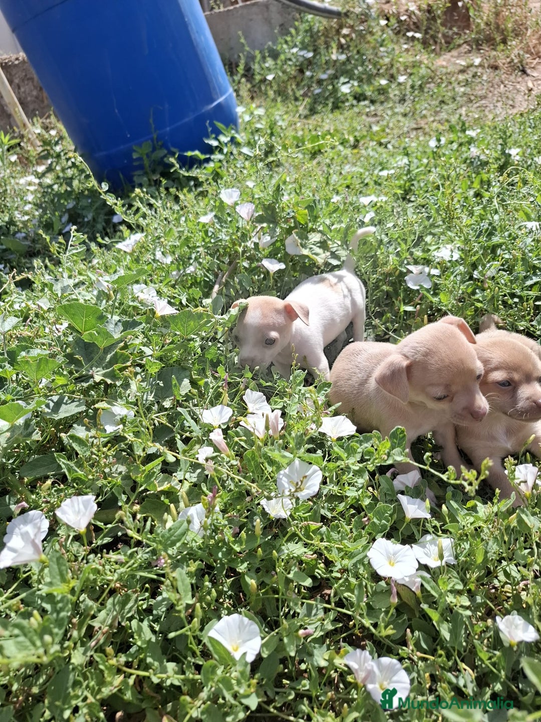 Chihuahua perros en venta: Chihuahua macho  - Imagen 1