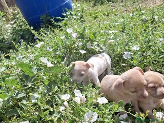 Chihuahua perros - Anuncio 32