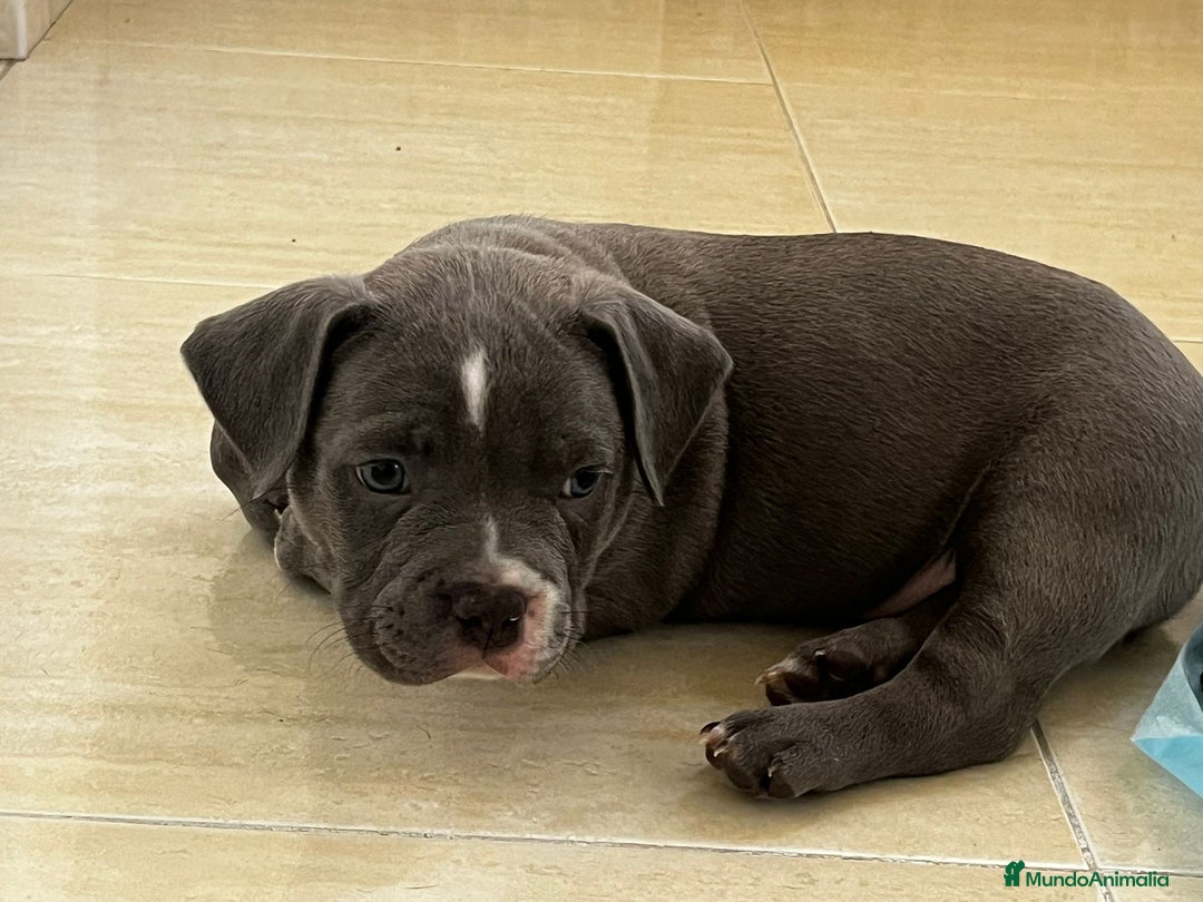 American Bully perros en venta: Cachorros de American Bully. - Imagen 4