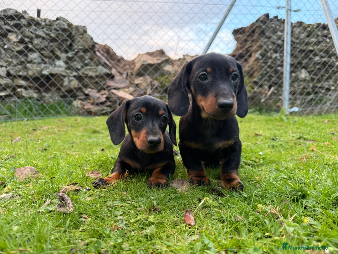 Teckel Miniatura perros en venta: Teckel, el Miniatura Pelo corto - Anuncio 1