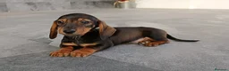 Teckel Miniatura perros en venta: Teckel mini - Anuncio 3