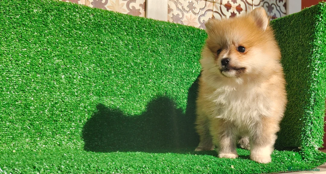 Pomerania perros en venta: Pomerania  - Anuncio 14