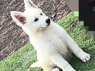 Pastor Blanco Suizo perros - Anuncio 7