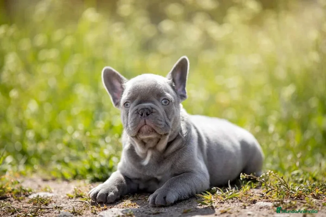 Bulldog Francés perros en venta: BULLDOG FRANCES ( TODA ESPAÑA )  - Imagen 7